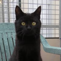 BAYOU, chatte à adopter