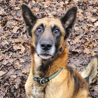 RASTA, chien à adopter