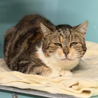 Tigra CAB4666, chatte à adopter