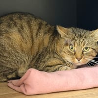 Ginko CAB4978, chat à adopter