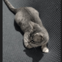 ARROW, chat à adopter