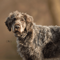 Amy, chienne à adopter