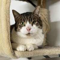 Pirate CAB4946, chat à adopter