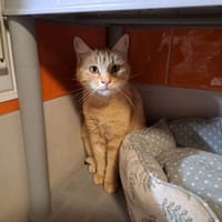 TIA, chatte à adopter