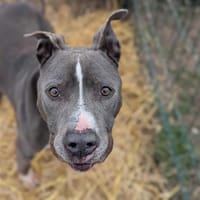 Maîko, chien à adopter