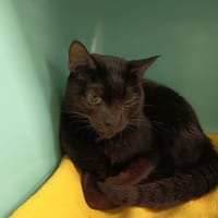 DAFINE C, chatte à adopter