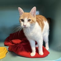 Arlette, chatte à adopter