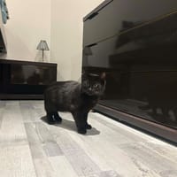 MAMBO, chat à adopter