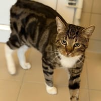 Max CAB4974, chat à adopter