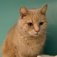 Pilou CAB4972, chat à adopter