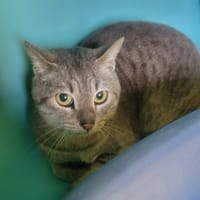 Mister, chat à adopter