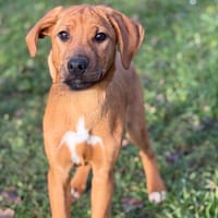 Naia CAA14464, chienne à adopter