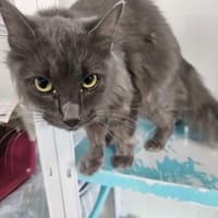 Oliver, chat à adopter