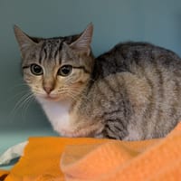 EILISH, chatte à adopter
