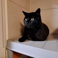 MILO, chat à adopter