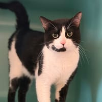 Panda CAB4971, chat à adopter