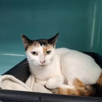 Blanchette, chatte à adopter