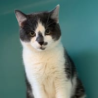 Cosmo CAB4975, chat à adopter