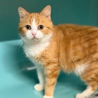 Socks CAB4828, chatte à adopter