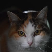 CANNELLE, chatte à adopter