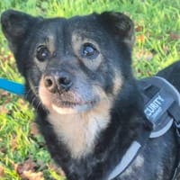 NIKO, chien à adopter