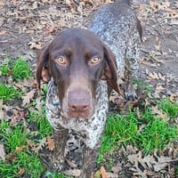 MAGNUM, chien à adopter