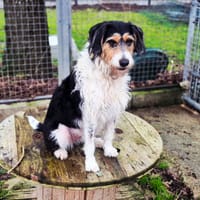 ABBY, chienne à adopter