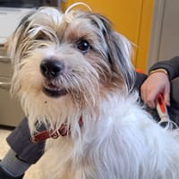 Cesar, chien à adopter