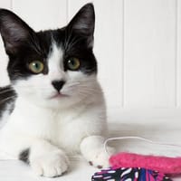 Goji, chatte à adopter