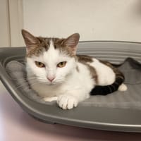 VANILLE C, chatte à adopter