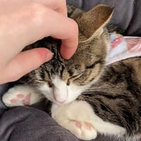 Mai, chatte à adopter