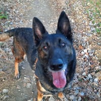 PACO OAA19885, chien à adopter