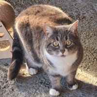 PRUNE, chatte à adopter