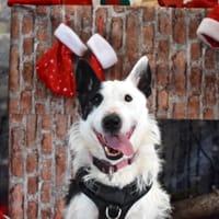 DOMINO, chien à adopter