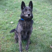 Dexter, chien à adopter