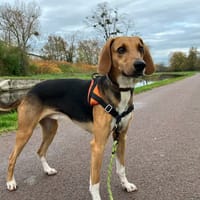 RAMSES, chien à adopter