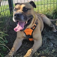 OZ, chien à adopter