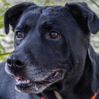 FALCO, chien à adopter