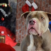 FYSIO, chien à adopter