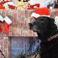 BIANCA, chienne à adopter