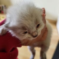 mio, chat à adopter