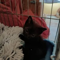 Cassia, chatte à adopter