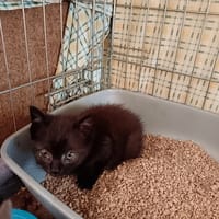 Cassian, chat à adopter