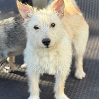 Benno, Hund zur Adoption