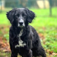 Leria, chienne à adopter