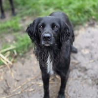 Lissandre, chien à adopter