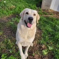 Naya, chienne à adopter