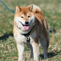 Foxy, chien à adopter