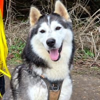 Rexy, chien à adopter