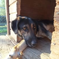 Pepita, chienne à adopter